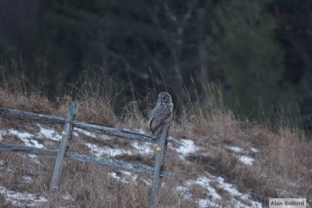 Great Gray Owl - Keene