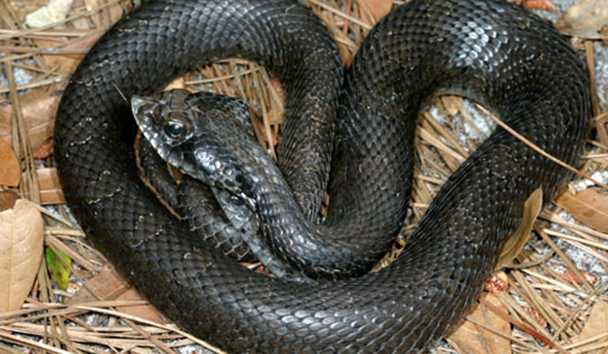 Eastern Hognose Snake