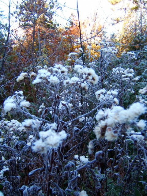 Frost