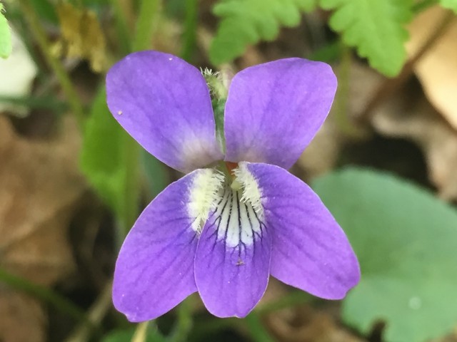 Marsh Blue Violet along the Ampersand Mountain Trail