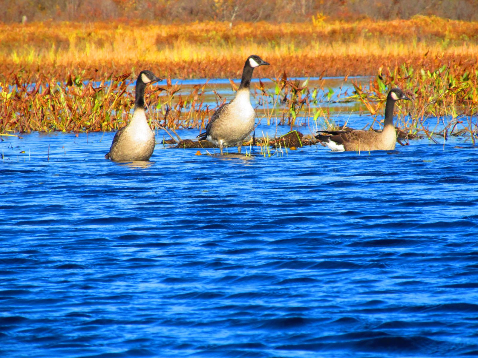 Canadian Geese - I know they make a mess!