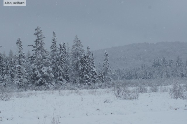 Bloomingdale Bog - Snow Bloomingdale Bog - Snow