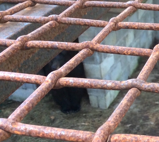 Barnabee is being kept away from humans to help her rehabilitation.