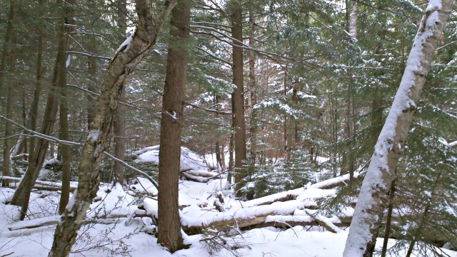 After seeing the forest floor "left natural," we will really appreciate the groomed trails. After seeing the forest floor "left natural," we will really appreciate the groomed trails.