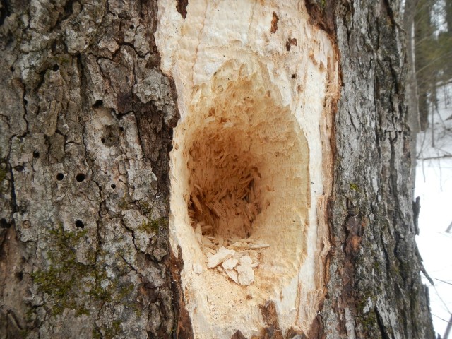 Woodpecker hole