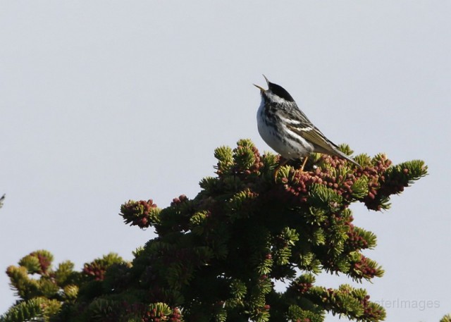 Blackpoll Warbler - Larry Blackpoll Warbler - Larry