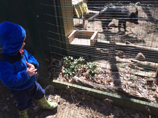Like me, this young visitor loves the foxes.