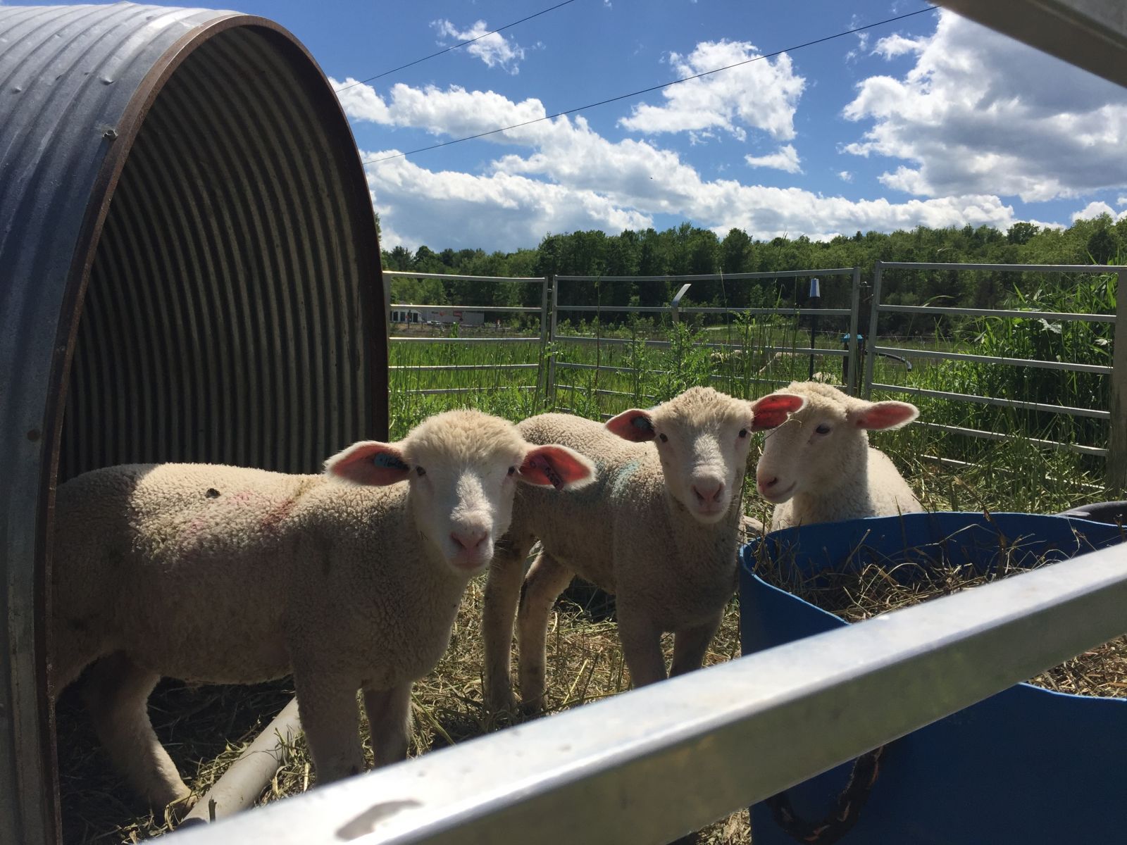 How ya doing there lil' lambs?