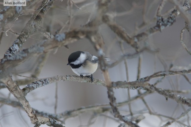 Black-capped Chickadee Black-capped Chickadee