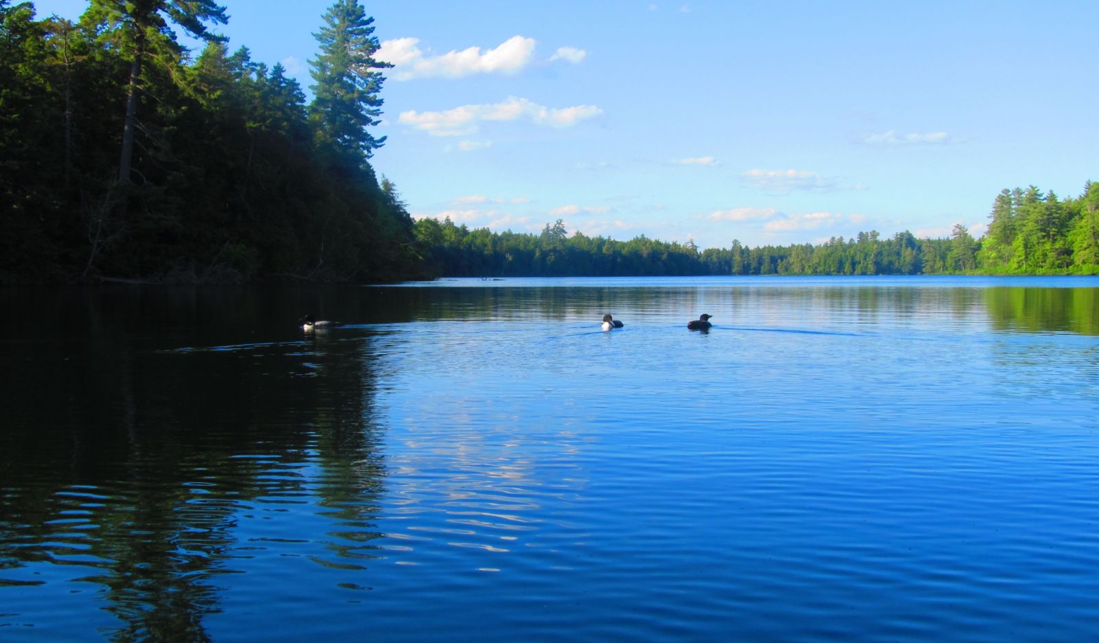 Loon threesome!