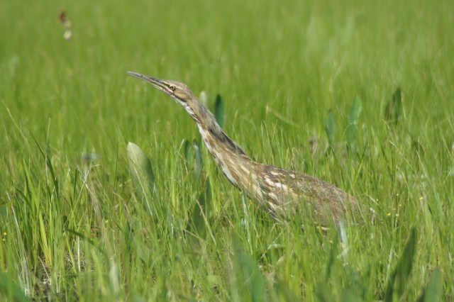 American bittern American bittern