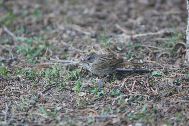 Lincoln's Sparrow