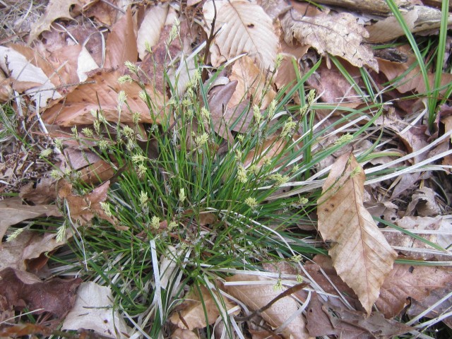 Sedge on Woods and Swale Trail