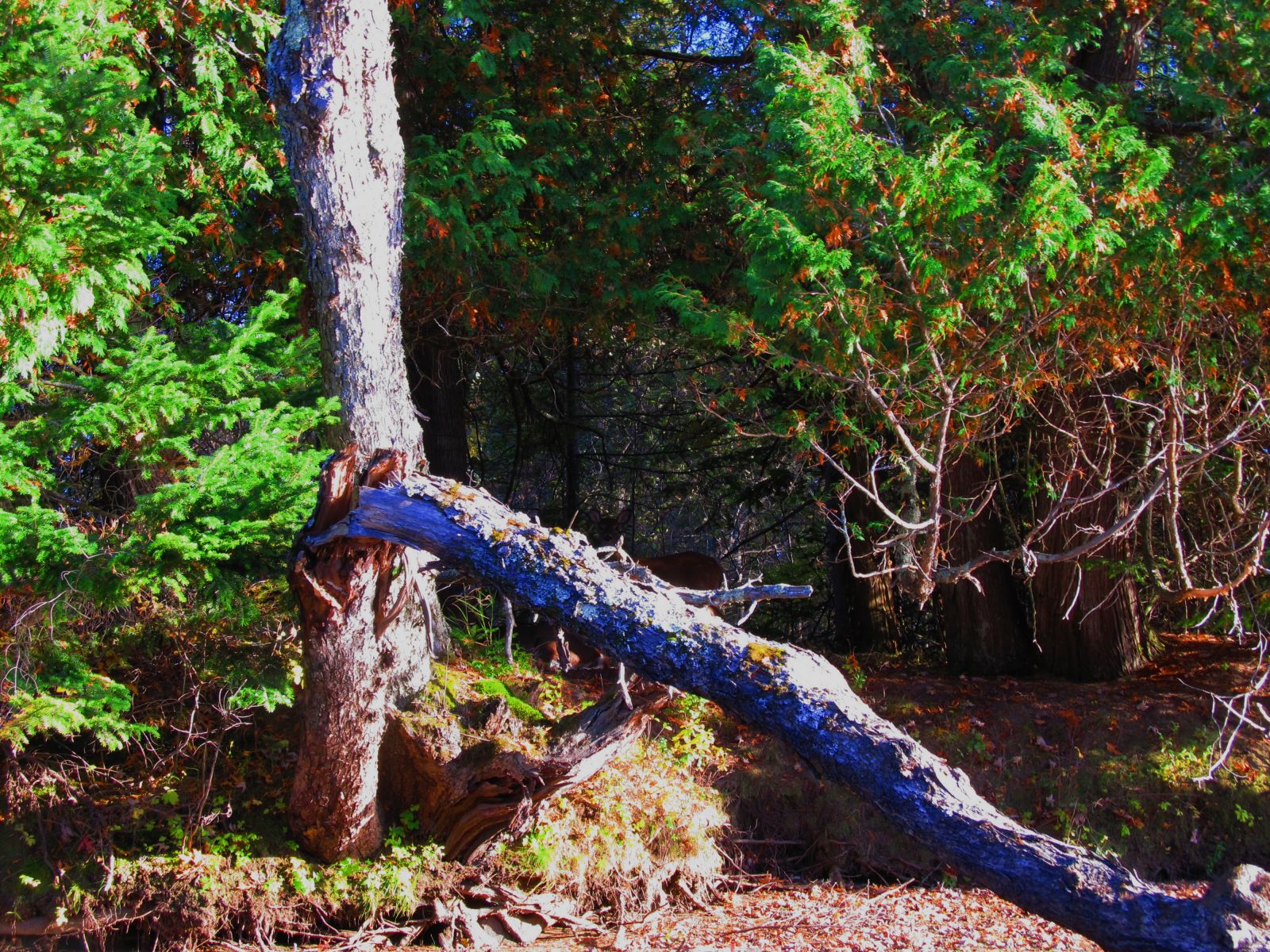 The deer. Can you spot two?