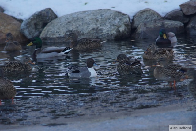 Northern Pintail