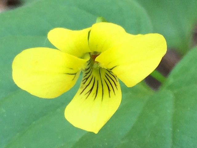 Yellow Violet along the Ampersand Mountain Trail