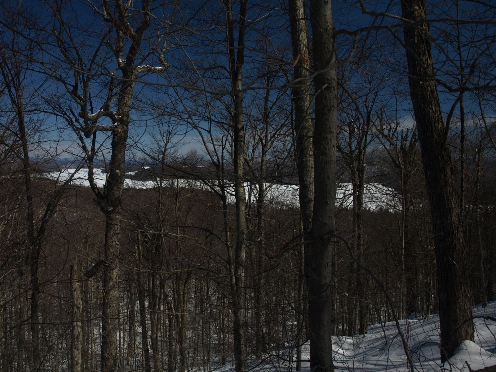 Tupper Lake through the trees
