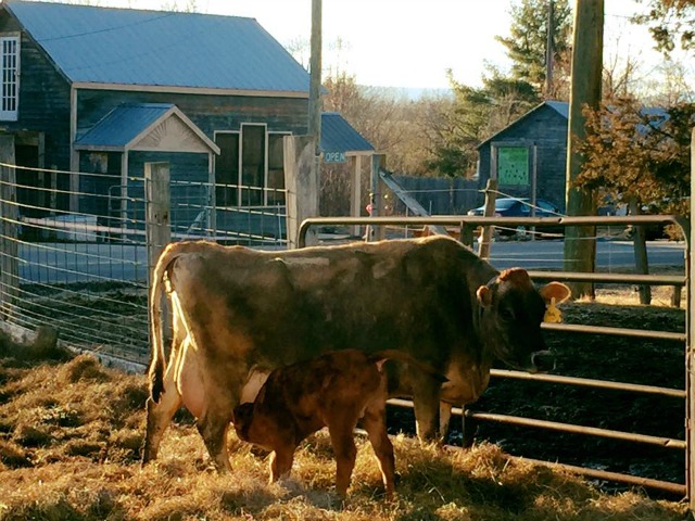 This is Julia and Artemis. (from North Country Creamery's Facebook page.)
