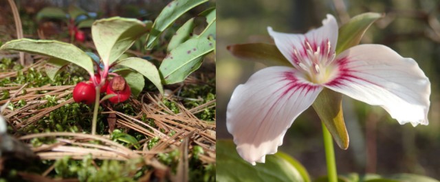 Alpine wintergreen and Trillium are iconic Adirondack flora Alpine wintergreen and Trillium are iconic Adirondack flora