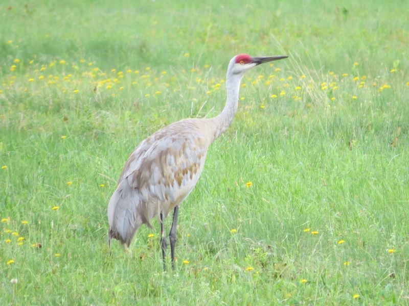 Sandhill Crane in Tupper Lake by Joan Collins