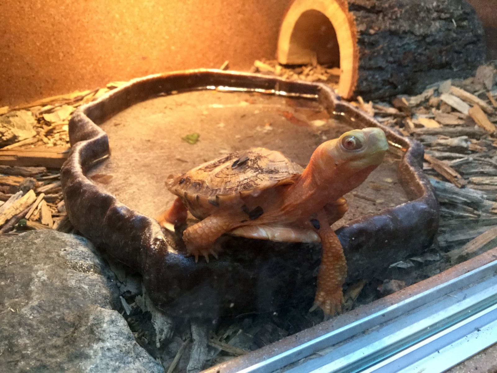 This is an albino wood turtle who wouldn't last long in the wild.