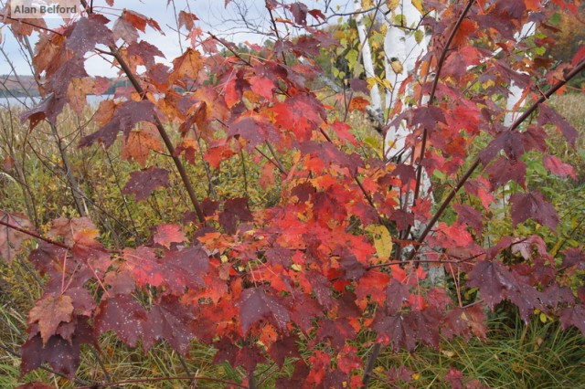 Red Maple Colby Red Maple Colby