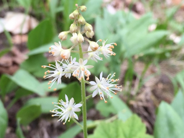 Foamflower along the Ampersand Mountain Trail
