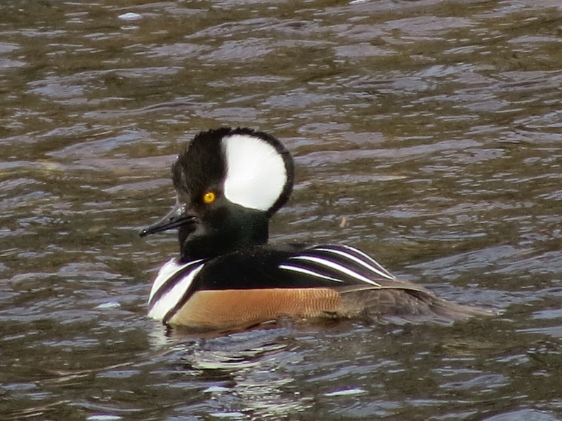 Male Hooded Merganser