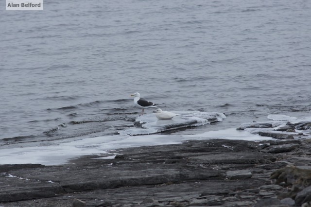 Glaucous Gull