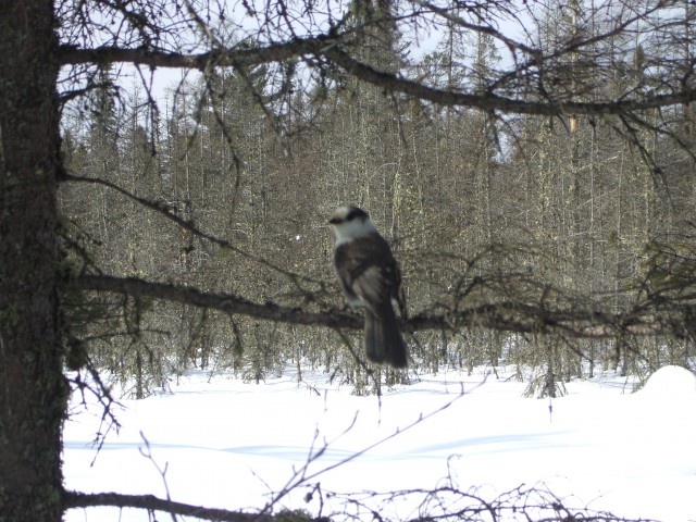 Gray Jay Gray Jay