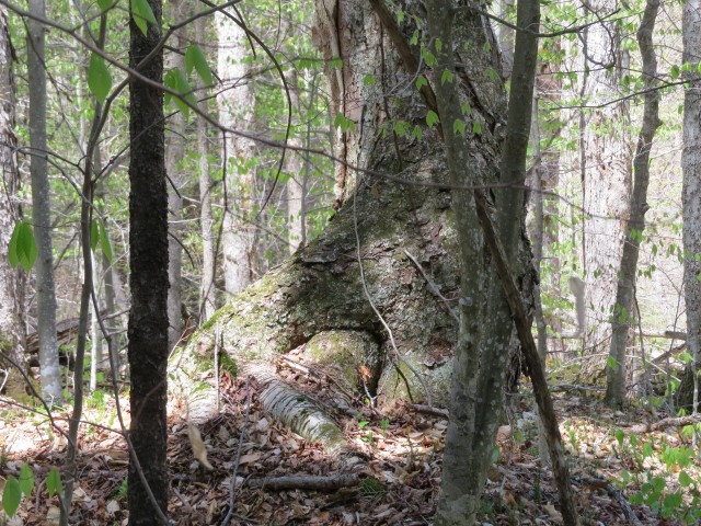 Old growth along the Ampersand Mountain Trail