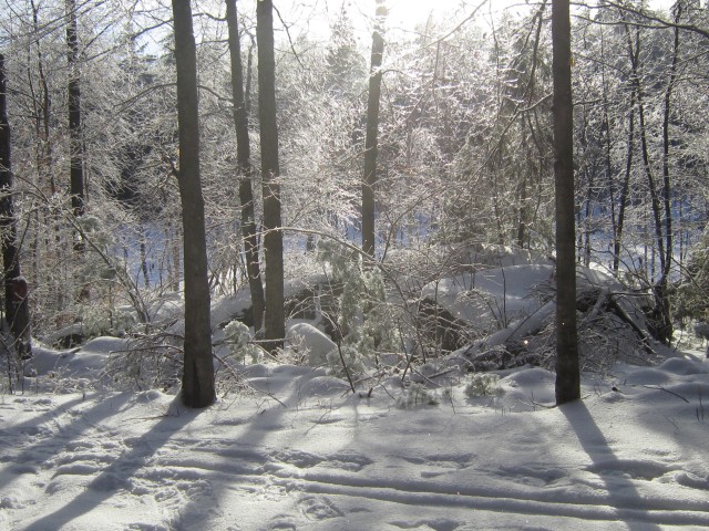 Crystal forest