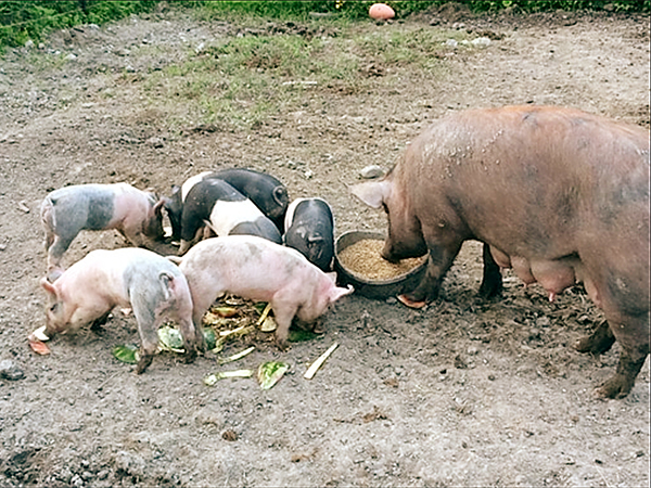 Piggies