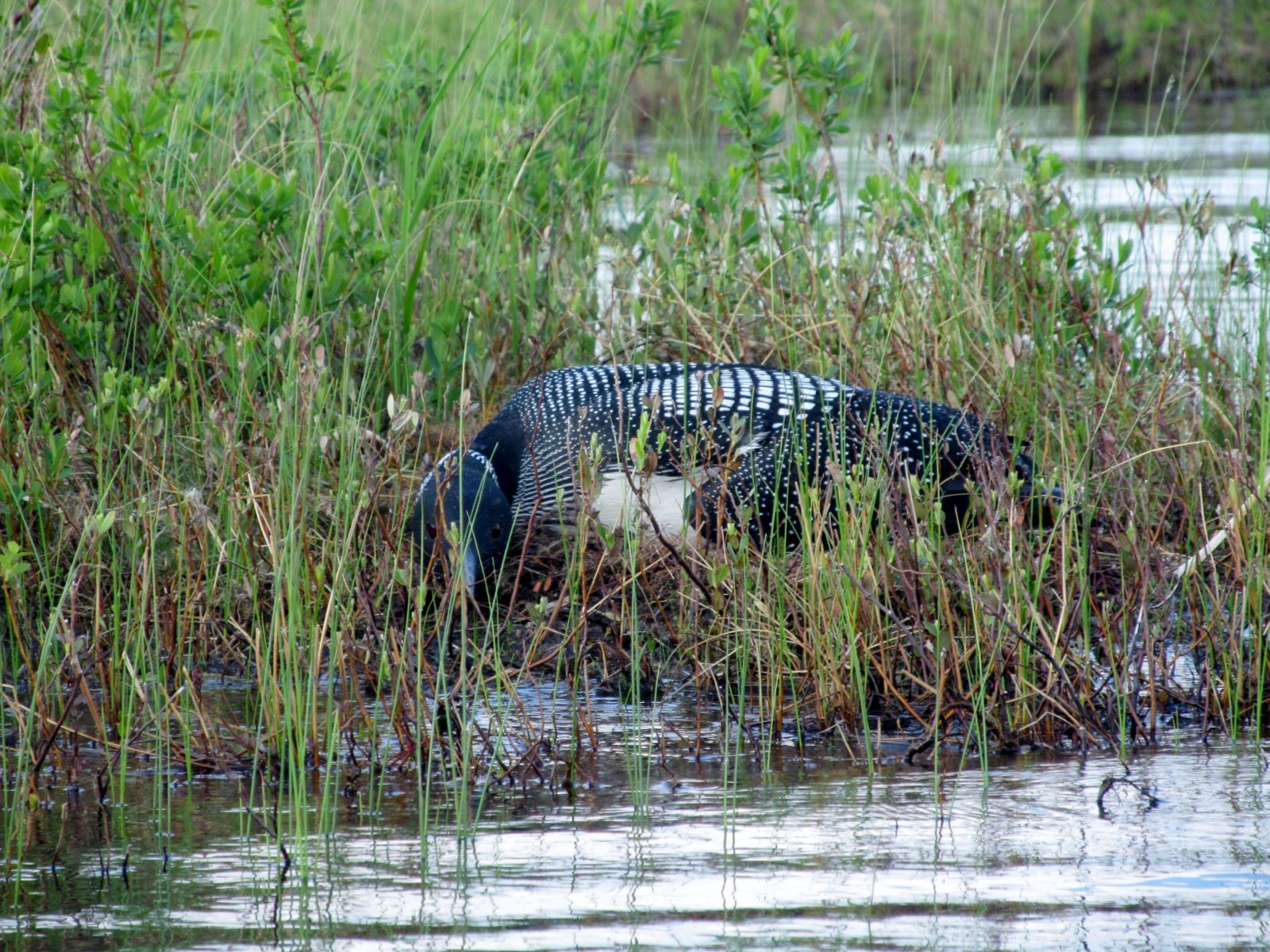 A nesting loon.