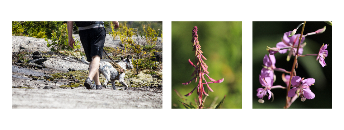 So many beautiful smells on the Jay ridge with all of these wildflowers!