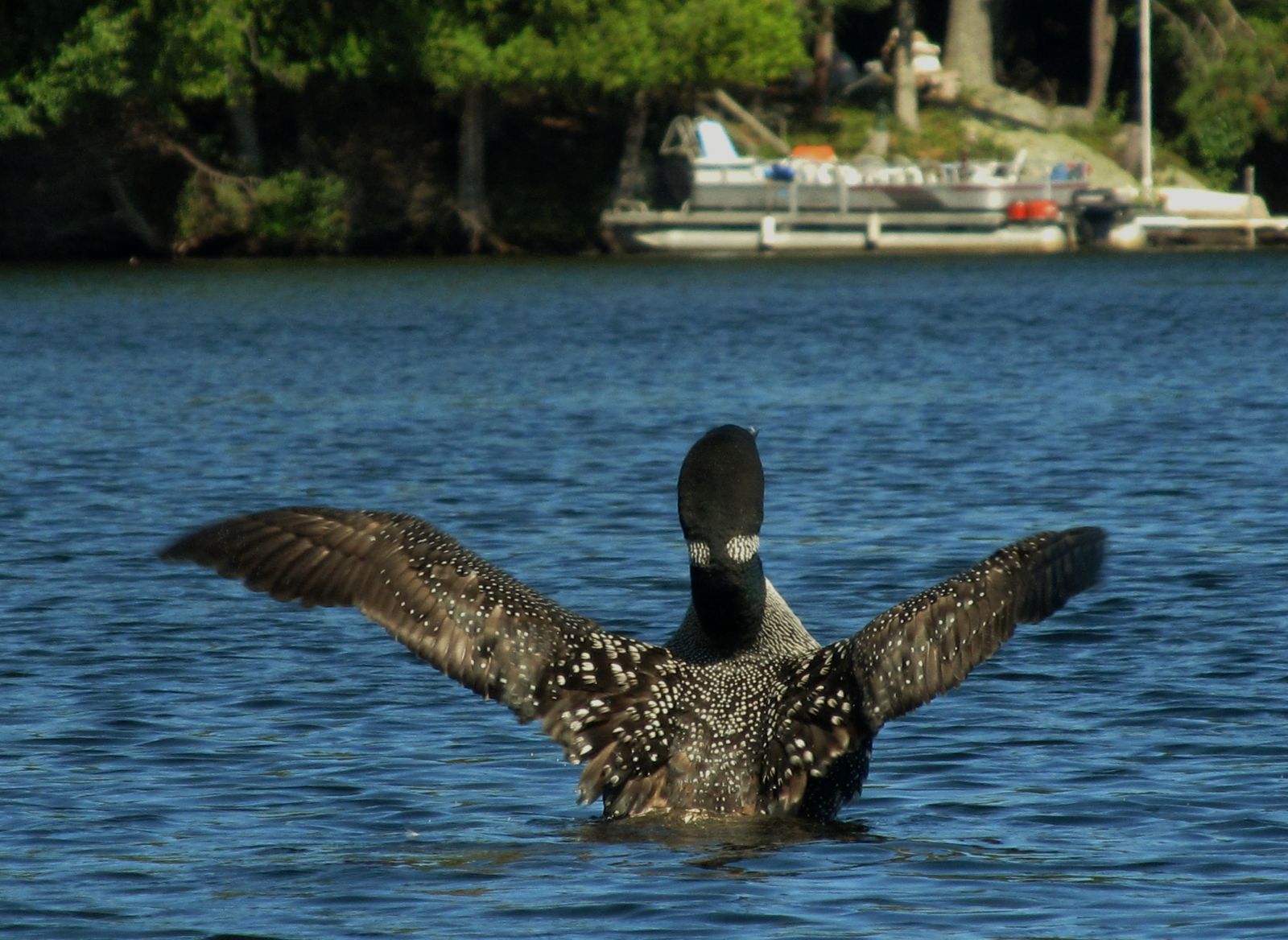 The beautiful plumage of the loon!