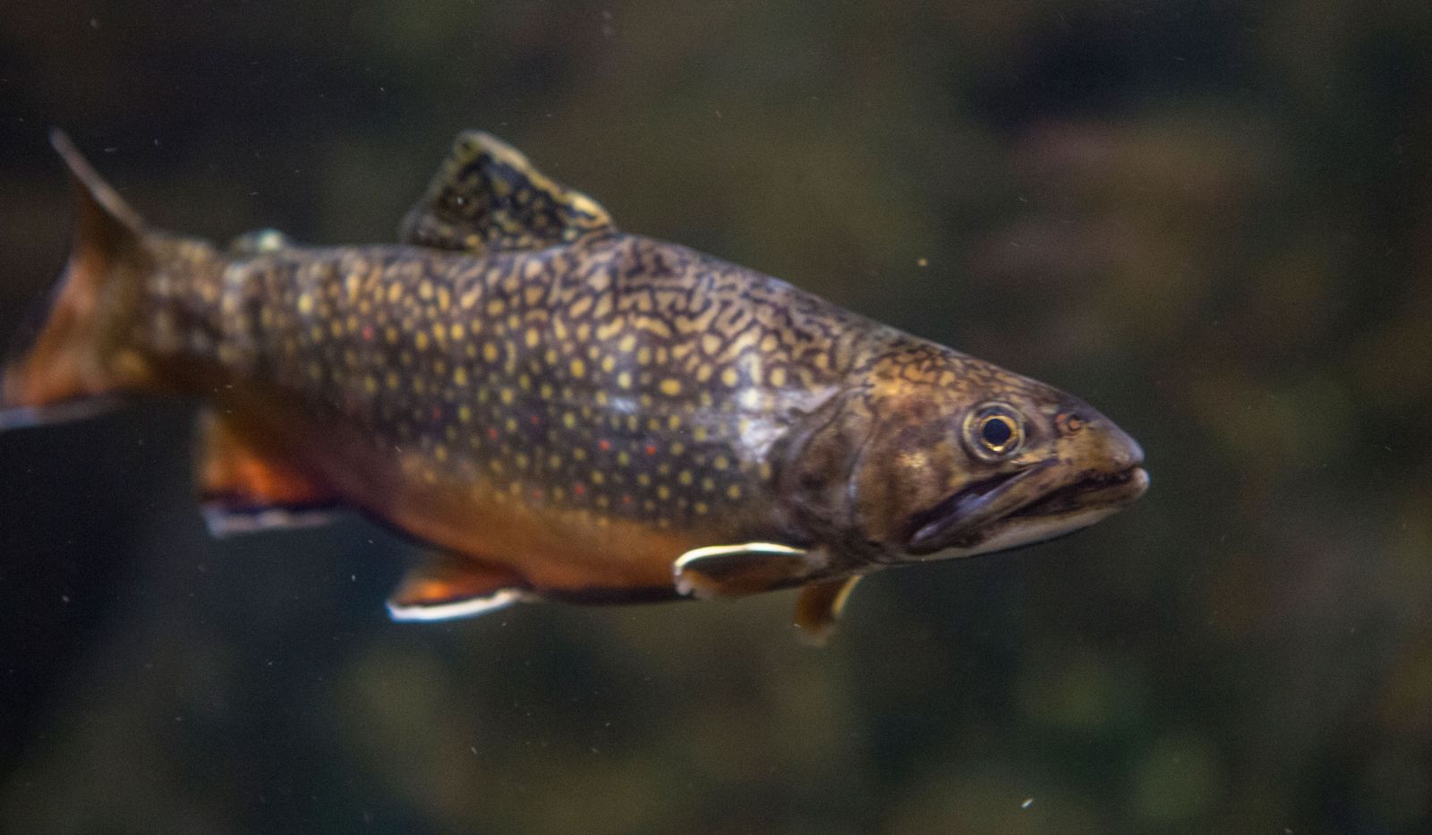 Lurking beneath the water... (see them up close at The Wild Center).