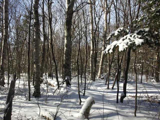 White birch