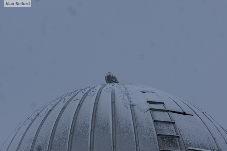 A Snowy Owl perches on a farm silo.