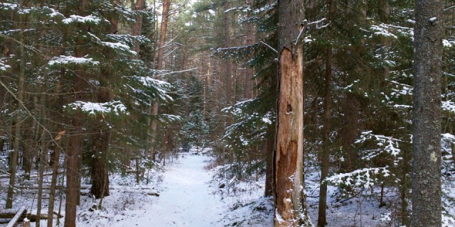 a tree marked by deer a tree marked by deer
