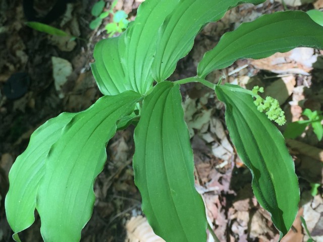 False Solomon's Seal along the Ampersand Mountain Trail