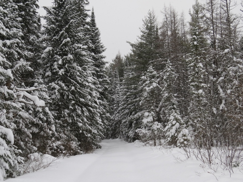 Boreal habitat along the Leonard Pond Trail
