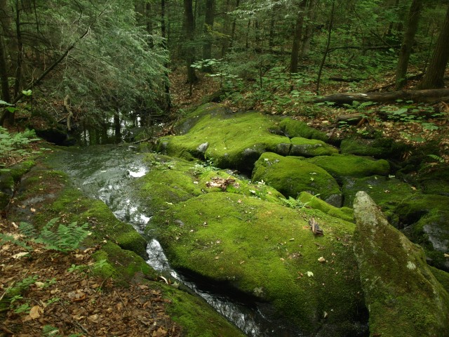 Stream