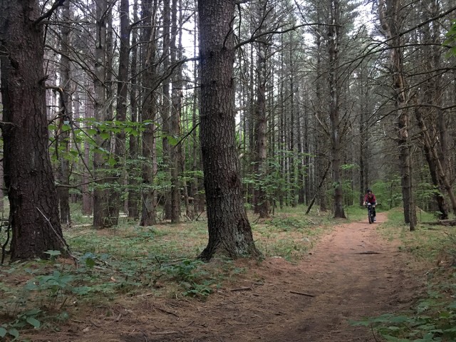 Open pine forest