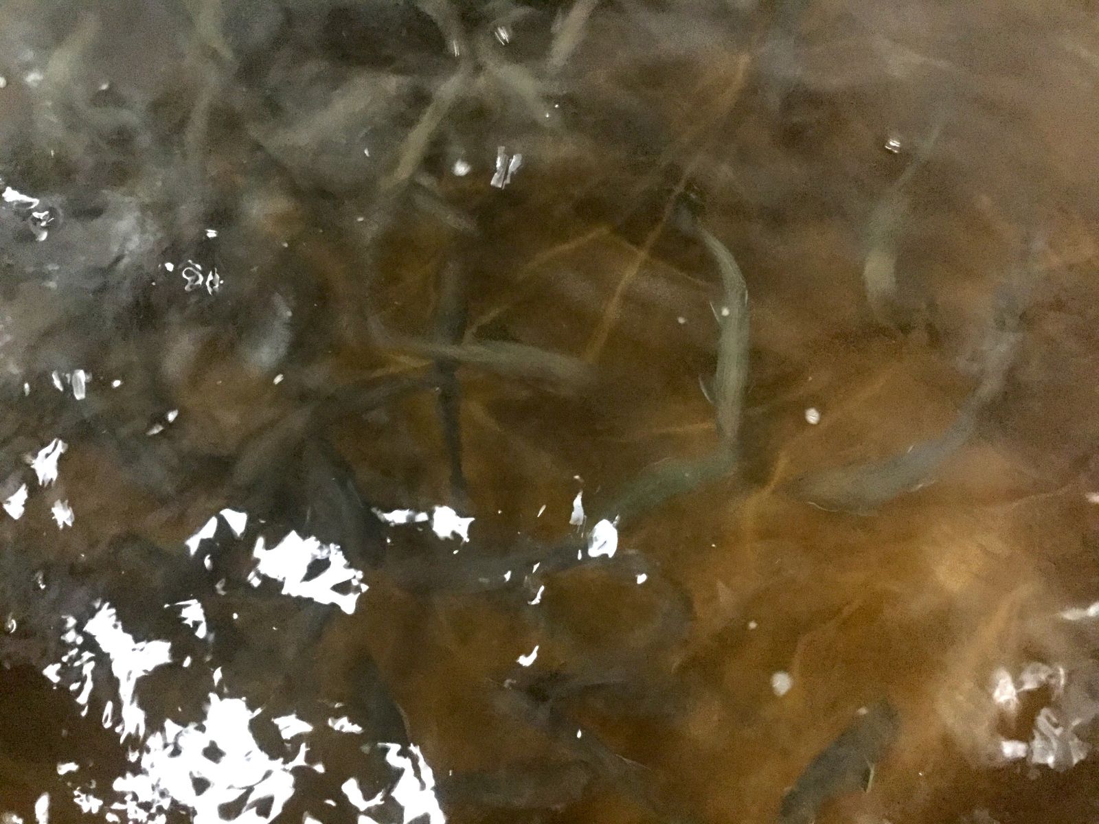 These fish are waiting to grow big enough to be released into their new environment.