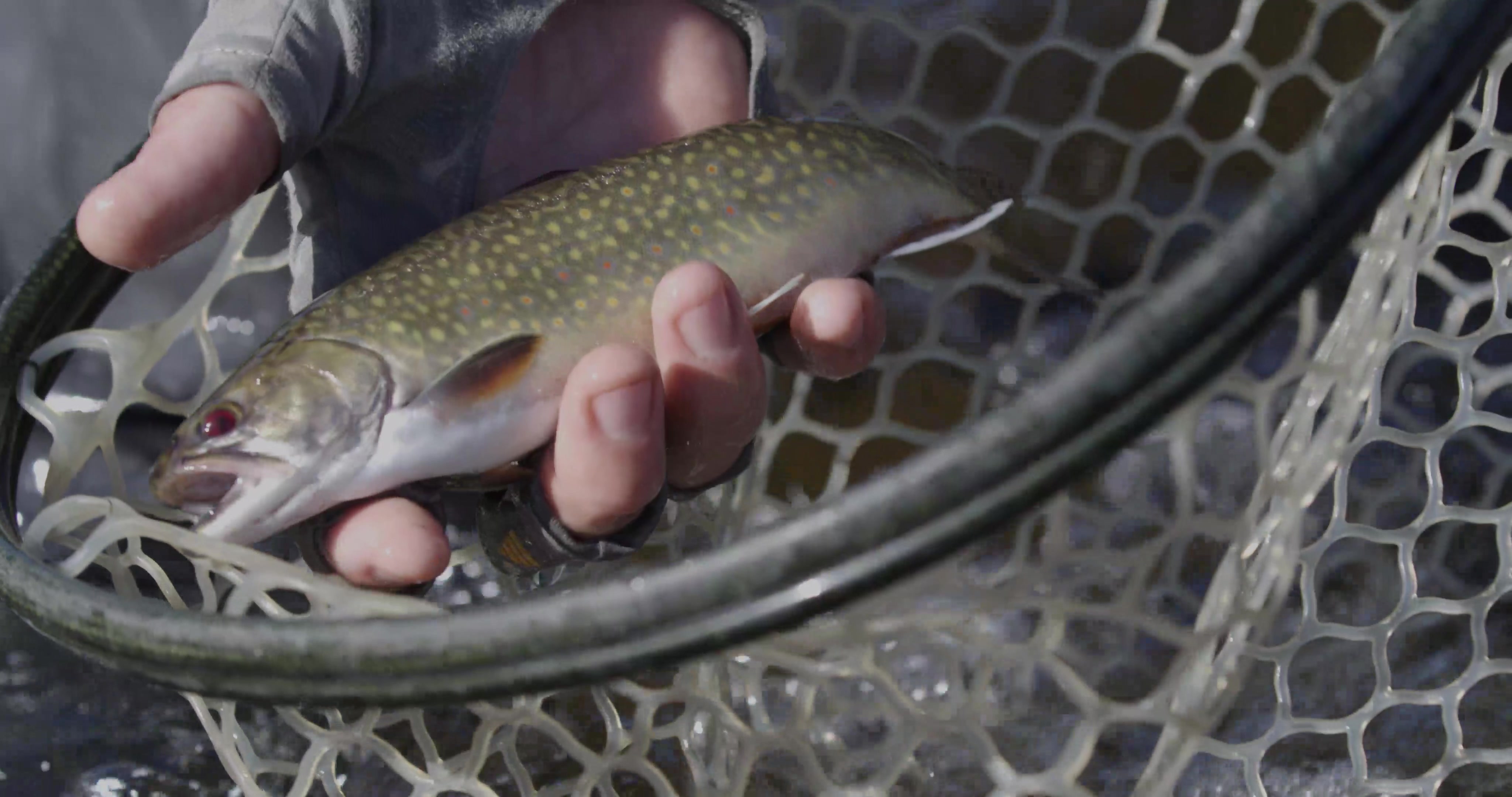 A fish laying in the gloved hand of the fisherman, his net in the background.