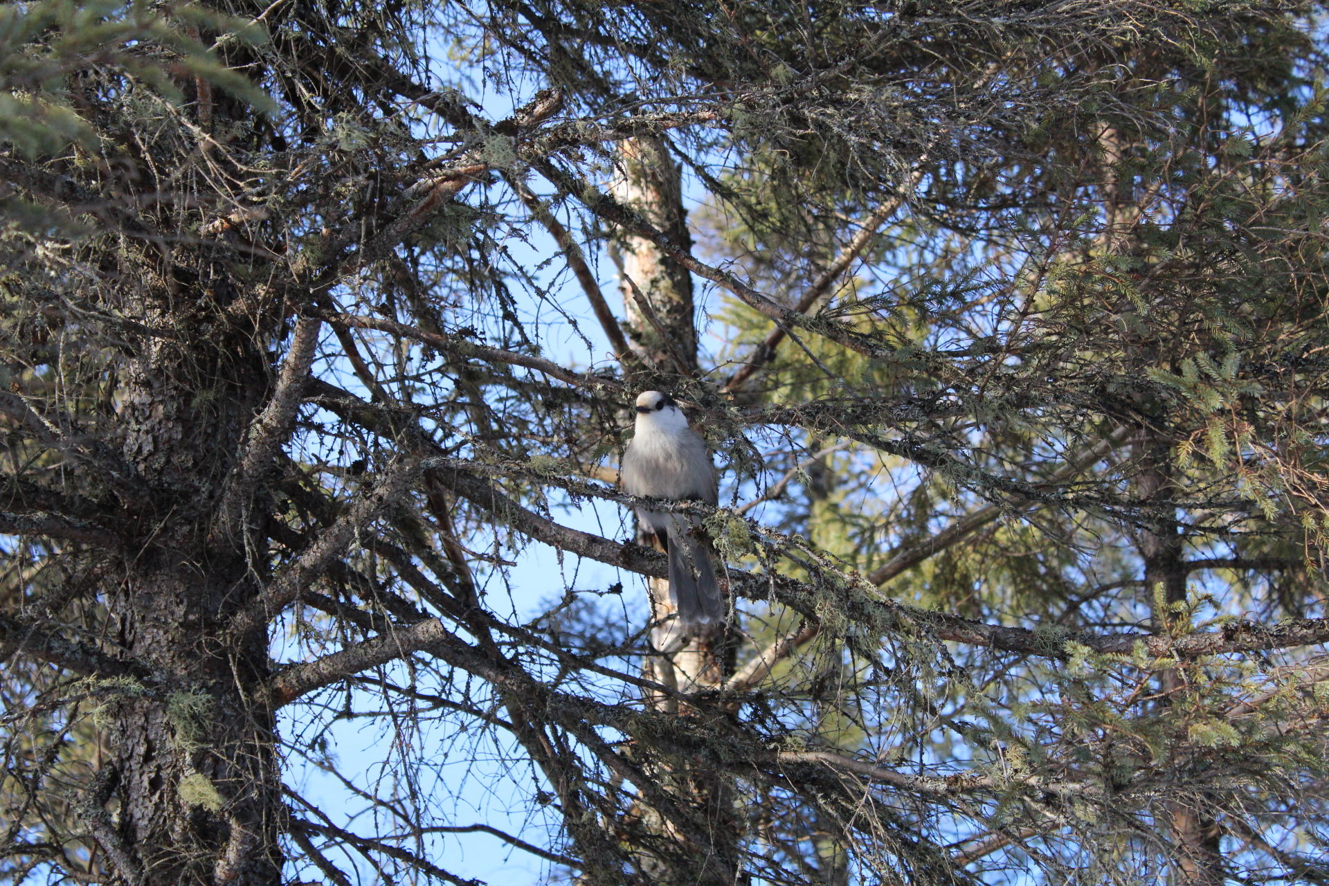 A Canada Jay. A grey Canada Jay is perched in a conifer tree.