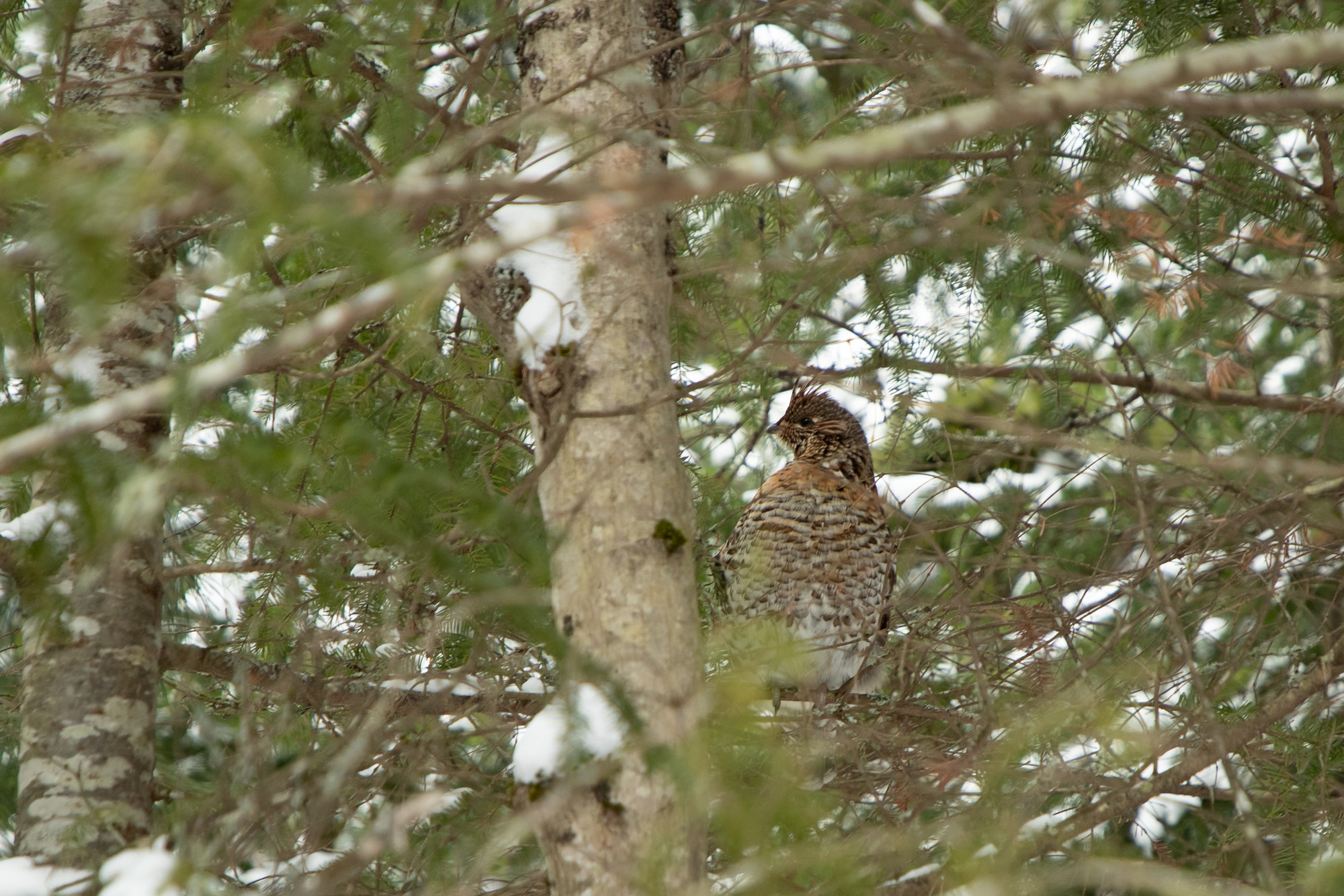 A grouse sits nestled in a tree.