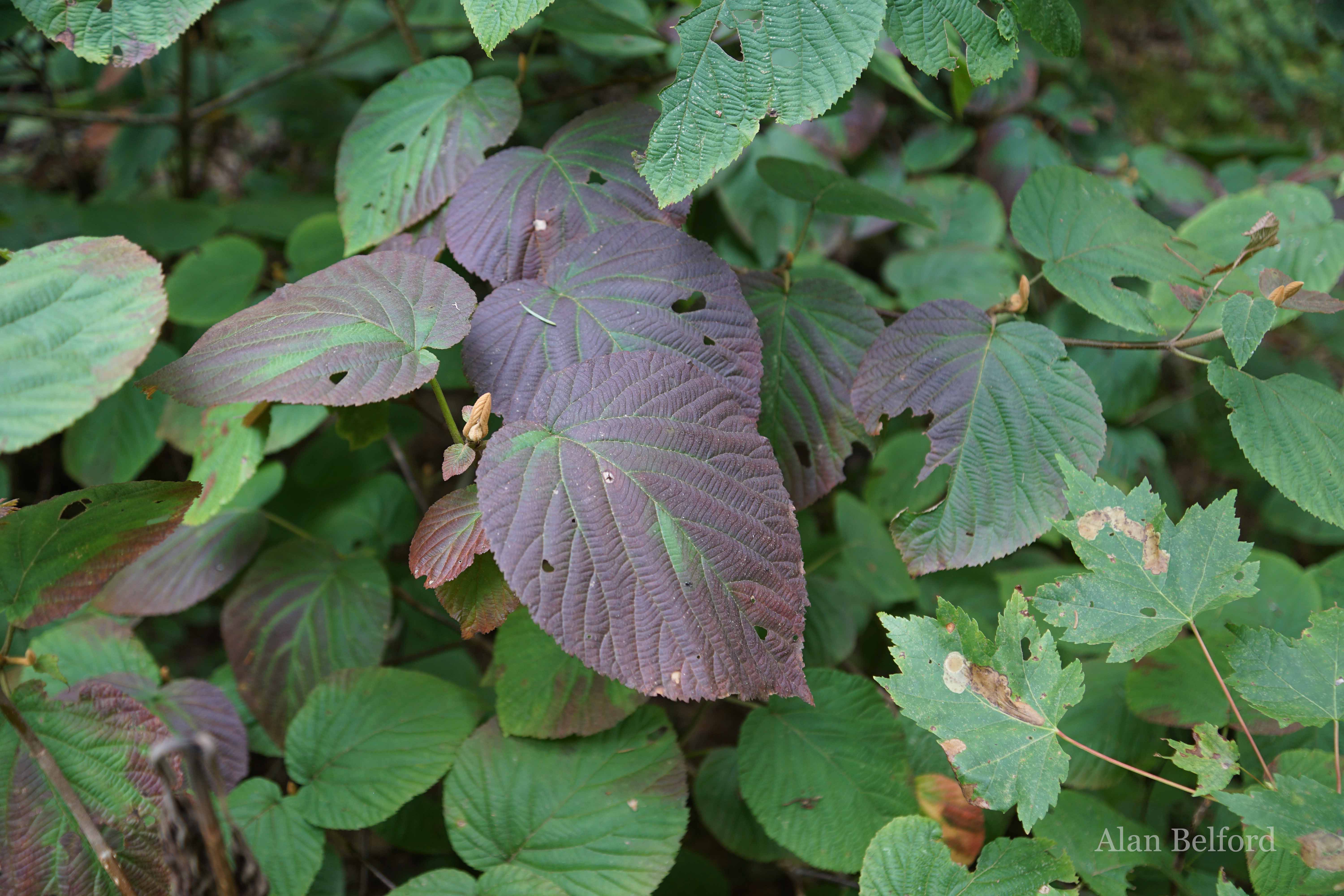 Fall is getting underway, as evidenced by the changing colors in hobblebush.