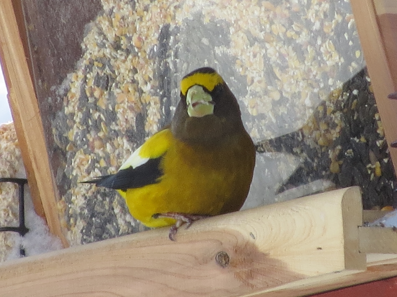 Male Evening Grosbeak